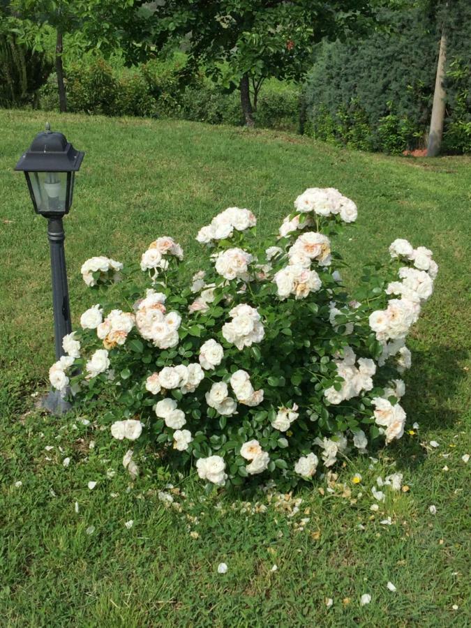 Villetta Le Rose ทาวุลเลีย ภายนอก รูปภาพ